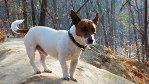 Since then, dogs of this mixed breed have been popular pets with family owners because of their playful, happy nature. Jack Russell Terrier Chihuahua Mix Tan Online
