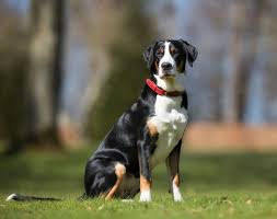 كلب الجبل السويسري العظيم القوة والهيبة صفتان تجدهم عند النظر الى وجه زوشن