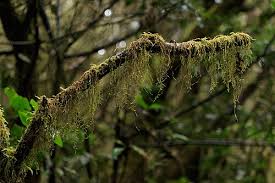 Image result for Gomphocarpus tenuifolius