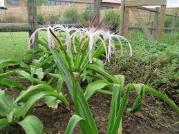 Image result for Crinum buphanoides
