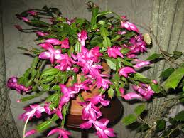 The turkey is cooked in an oven for many hours, often with a mix of celery, bread, onions and spices inside the bird. November Brilliance The Thanksgiving Cactus Schlumbergera Truncate Kevin Lee Jacobs Thanksgiving Cactus Holiday Cactus Cactus