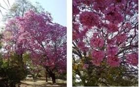 Image result for Blepharis stuhlmannii