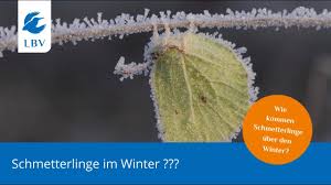 Memo spiel karten vorlagen kostenlos. Wie Uberwintert Eigentlich Die Natur Lbv Naturschwarmer