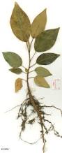 Image result for Ficus obliqua