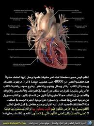 pin by abditch219 on reads islam and science miracles of quran quran quotes love