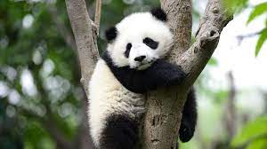 Corel draw merupakan salah satu program aplikasi desain grafis berbais vektor yang sangat populer. Comel Kuat Makan Ini 10 Perkara Anda Perlu Tahu Tentang Panda Gempak