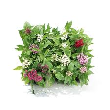 Image result for Pentas