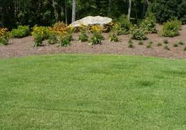 Buy certified palisades zoysia grass in albany. Palisades Zoysia Sc New Life Turf