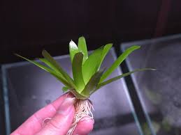 Image result for Phyllanthus parvulus