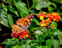 Image result for Tragia lasiophylla