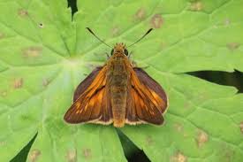 Image result for Ochlodes sylvanus