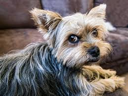 3 wesen & charakter vom yorkshire terrier. Yorkshire Terrier Steckbrief Charakter Wesen Und Haltung
