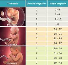 Dalam delapan minggu anda harus melewati beberapa tes. Cara Menghitung Usia Kehamilan Minggu Bulan Trimester