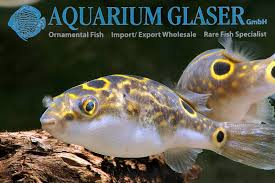 60 l / 13 imp gal / 16 us gal per individual. Dichotomyctere Ocellatus Formerly Aquarium Glaser Gmbh Facebook