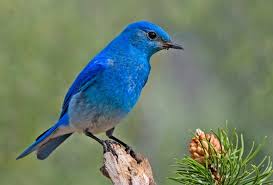 Find & download free graphic resources for mountain bluebird. Bluebird Of Happiness Wikipedia