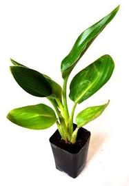 Orange Bird Of Paradise Houseplant Pin On Http Ingridfostersworld Blogspot Com