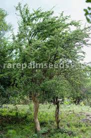 Image result for Dalbergia melanoxylon