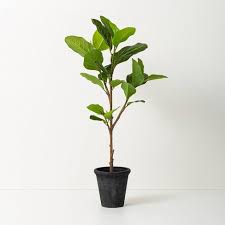 Instead wipe them down with water mixed with a tiny bit of dish soap. Faux Audrey Ficus Tree Hearth Hand With Magnolia Target