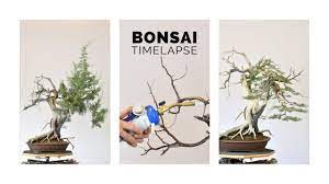 Bonsai Time Lapse One Seed Juniper Youtube
