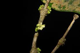 Image result for Tricalysia sp. E