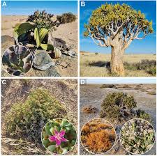 Image result for Arthraerua leubnitziae