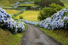 Hortensias Sauvages Acores Hortensias Orchidee Fleurs