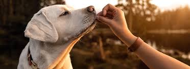 Socialize your dog at a young age. 10 Training Tips For Your New Dog Pedigree