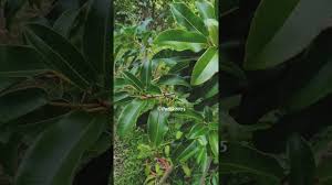 Image result for Ficus tremula