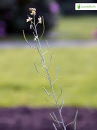 Image result for Diplocyclos tenuis