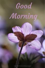 60 Good Morning Images With Pretty Flowers Updated 2019 Hd to 4k quality, all ready for download!