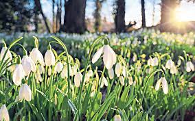 The smaller inner petals have green markings. The Top 10 Snowdrop Varieties To Plant In Your Garden The Telegraph
