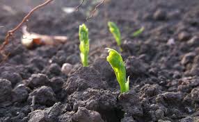 Epingle Sur Mon Petit Jardin