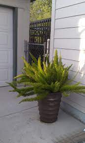 Jolly Lane Greenhouse Jolly Lane Floral Foxtail Fern Outdoor Plants Ferns Garden