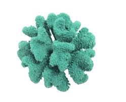 Image result for Microcoelia corallina