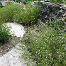 Image result for Clinopodium