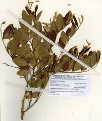 Image result for Bobgunnia madagascariensis