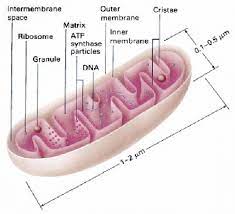 2 Structure Of Mitochondria 2 Download Scientific Diagram