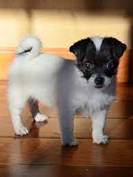 Pin By Victoria Lewis On Animals Shih Tzu Chihuahua Chihuahua Mix