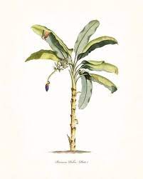 Inspired by vintage nature prints, teagan white uses a wonderfully nostalgic colour palette to create arrangements of flora and fauna. Vintage Tropical Banana Palm No 1 Botanical Print Palmen Kunst Baumkunst Botanische Abbildungen