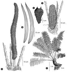 Image result for Zamiaceae