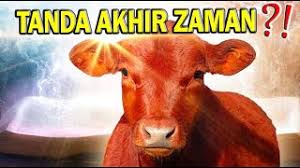 Kelahiran anak sapi merah ini dinyatakan yang pertama kali dalam 2.000 tahun dan dikaitkan dengan tanda dekatnya hari kiamat. 4o18ubpmwinw0m