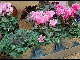 Les plantes fleuries d'intérieur sont nombreuses et donnent la possibilité de fleurir l'intérieur des maisons tout au long de l'année. Garder Les Mini Plantes D Interieur Fleuries Youtube