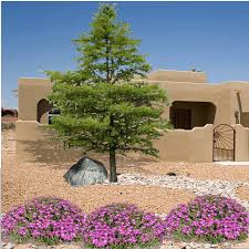 We did not find results for: Bald Cypress Trees Guzman S Greenhouse Tree Is A Swamp Type Tree