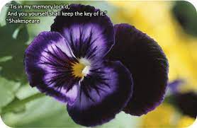 Pin On Pansies And Violas