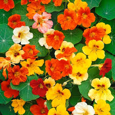 Image result for Tropaeolum majus