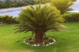 Sago Palm Outdoor Care Can Sagos Grow In The Garden Outdoor Palm Plants Palm Tree Care Sago Palm Tree