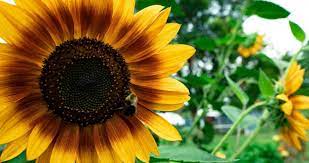 Sow True Seed Is An Open Pollinated Gmo Free Seed Company In Asheville Nc Heirloom Seeds Seed Company Organic Gardening Tips