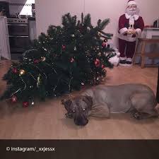 Maybe you would like to learn more about one of these? The Internet S Best Christmas Fails