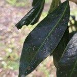 Image result for Warburgia ugandensis