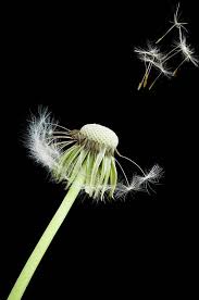 Image result for Taraxacum sp.